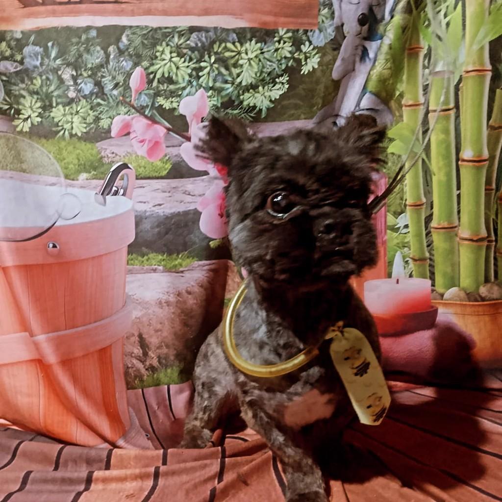 Neguinho, cachorro de porte pequeno para adoção em São Francisco do Sul - SC