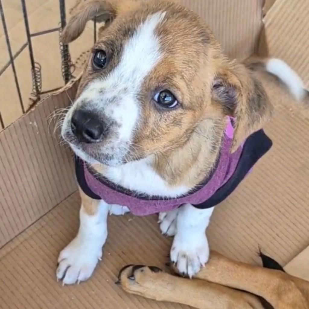 Gisele, cachorro de porte pequeno para adoção em São Francisco do Sul - SC
