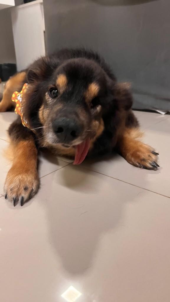 Joaquim, cachorro de porte médio para adoção em São Francisco do Sul - SC