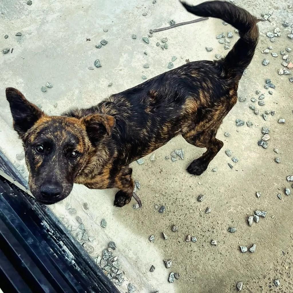 Casemiro, cachorro de porte médio para adoção em São Francisco do Sul - SC