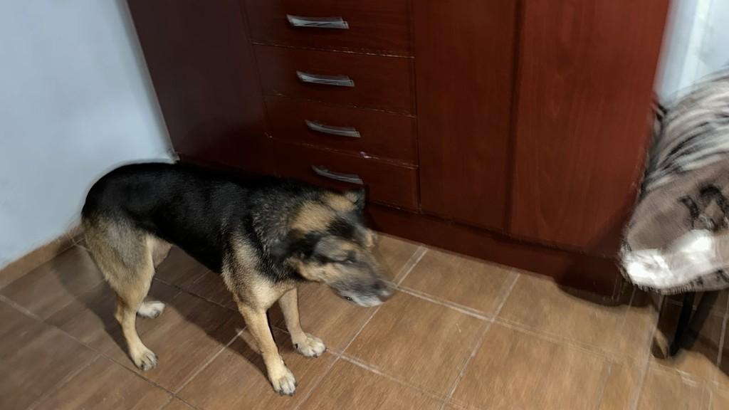 Doguinha, cadela de porte médio para adoção em Piraí do Sul - PR
