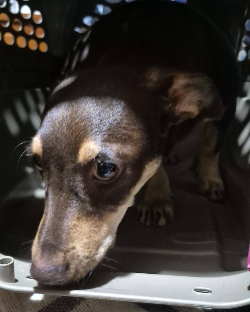 Eskay, cachorro de porte pequeno para adoção em Piraí do Sul - PR