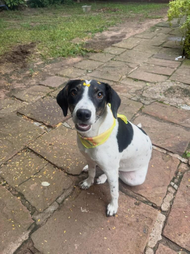 Nala, cadela de porte médio para adoção em Itaqui - RS
