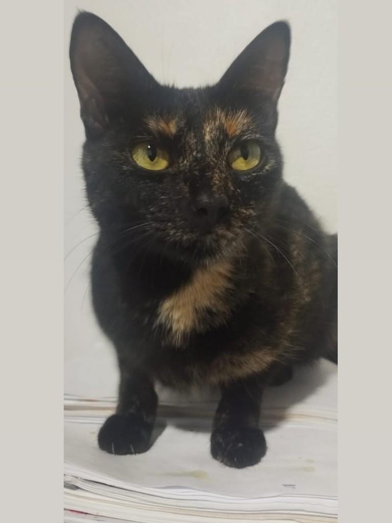 Mimi, gato de porte pequeno para adoção em Itaqui - RS