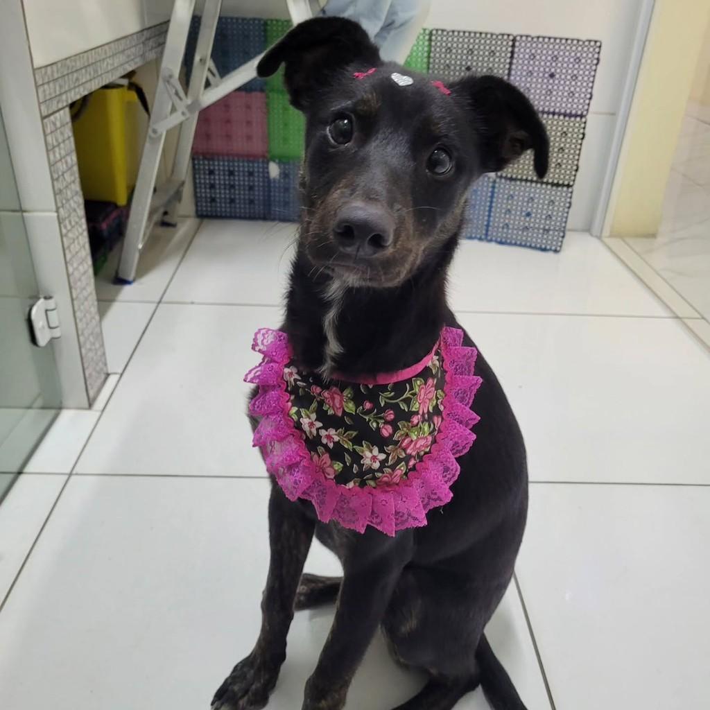 Flor, cachorro de porte pequeno para adoção em Itaqui - RS