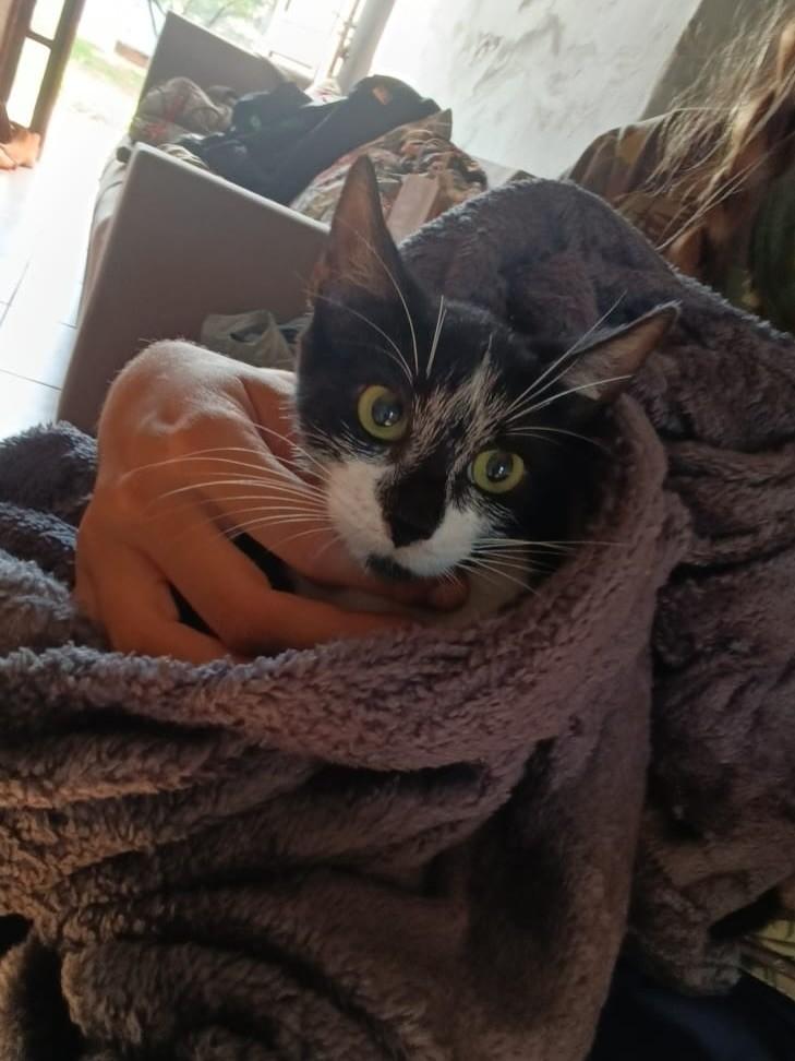 Ela, gato de porte pequeno para adoção em Itaqui - RS