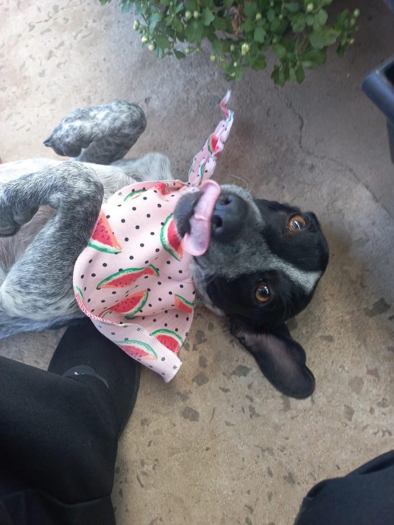 Bichinha, gato de porte pequeno para adoção em Itaqui - RS