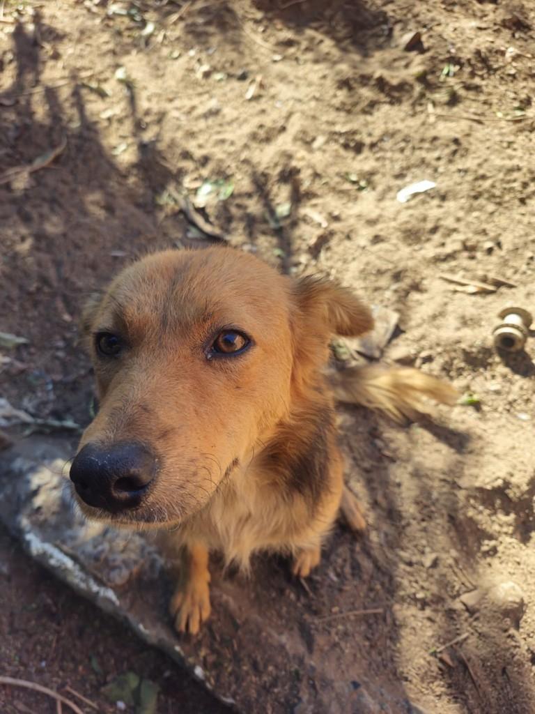 Laika, cachorro de porte pequeno para adoção em Itaqui - RS