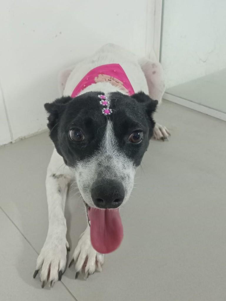 Lupita, cachorro de porte pequeno para adoção em Itaqui - RS