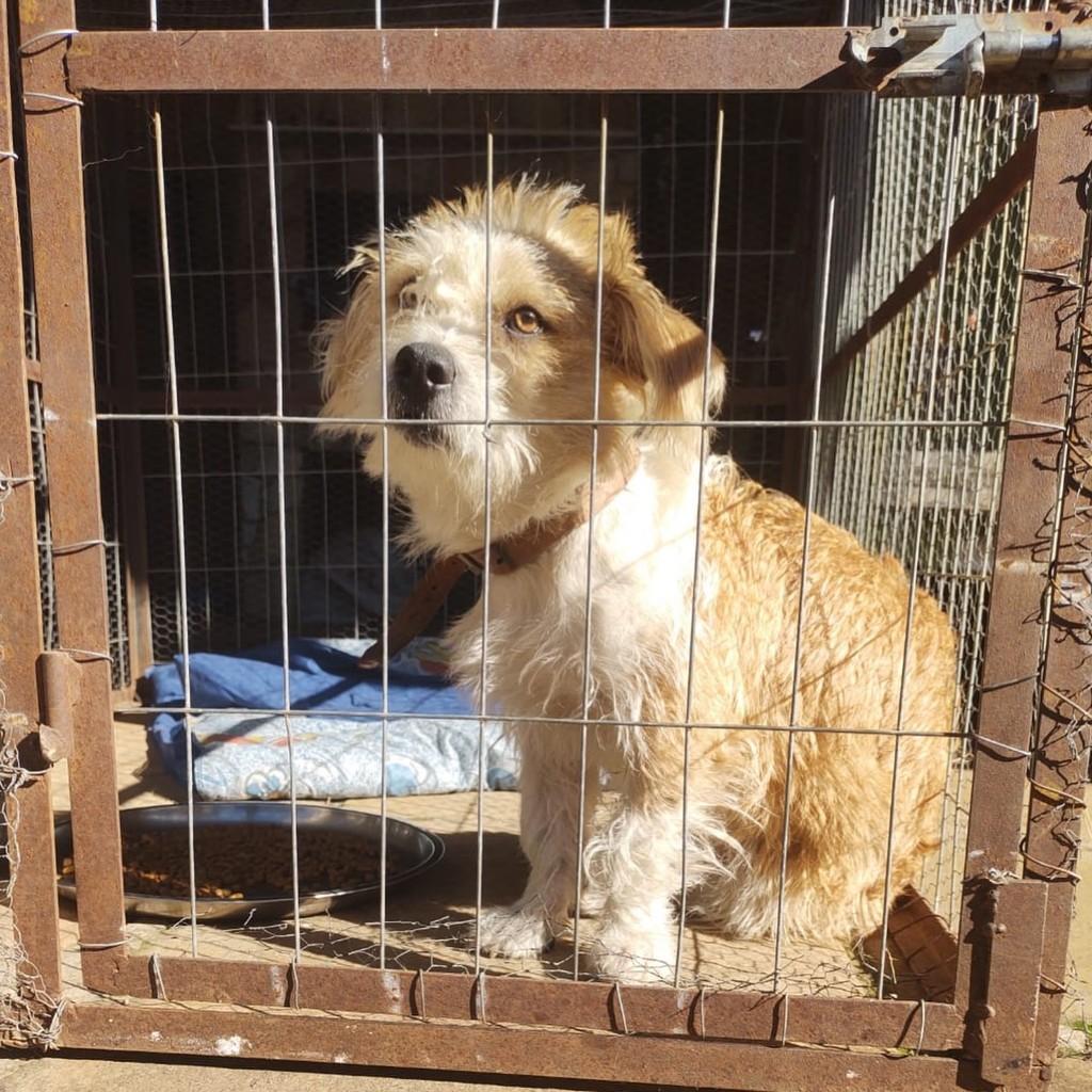 Max, cachorro de porte médio para adoção em Itaqui - RS