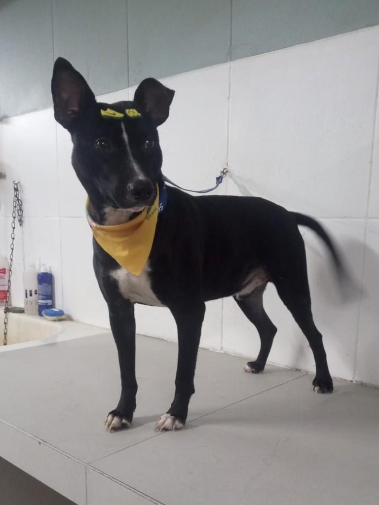 Logan, cachorro de porte médio para adoção em Itaqui - RS