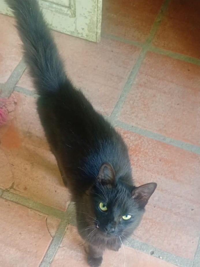 Peludinho Lindo, gato de porte pequeno para adoção em Itaqui - RS
