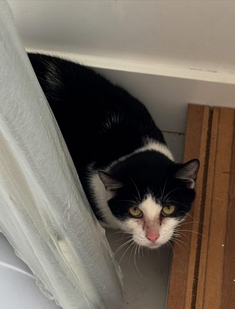 Ferinha, gato para adoção em Itaqui - RS