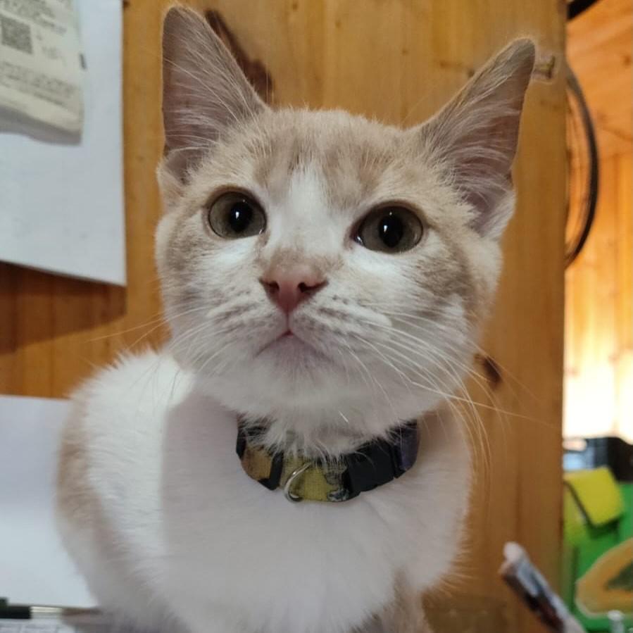 Sherlock, gato de porte pequeno para adoção em Itaqui - RS