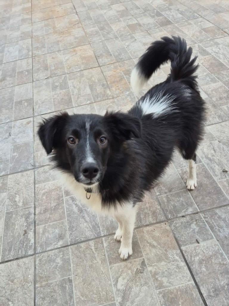 Zoe, cachorro de porte pequeno para adoção em Itaqui - RS