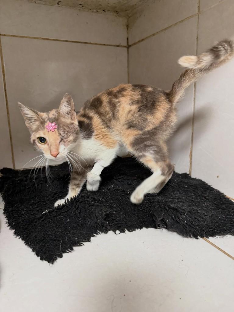Pirata, gata de porte pequeno para adoção em Itaqui - RS