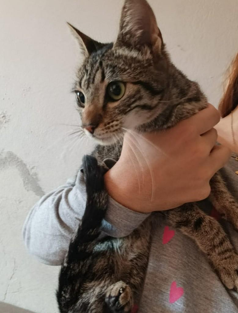 Brasina, gata de porte pequeno para adoção em Itaqui - RS