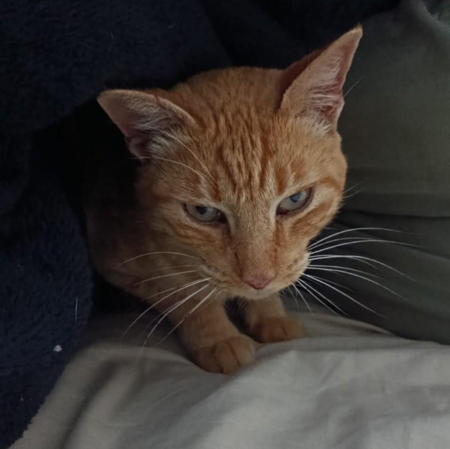Loiro, gato para adoção em Itaqui - RS
