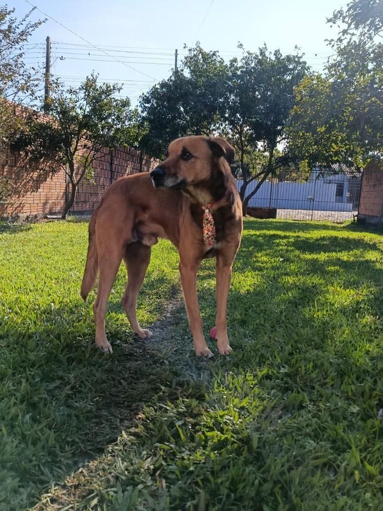 Cambai, cachorro de porte médio para adoção em Itaqui - RS