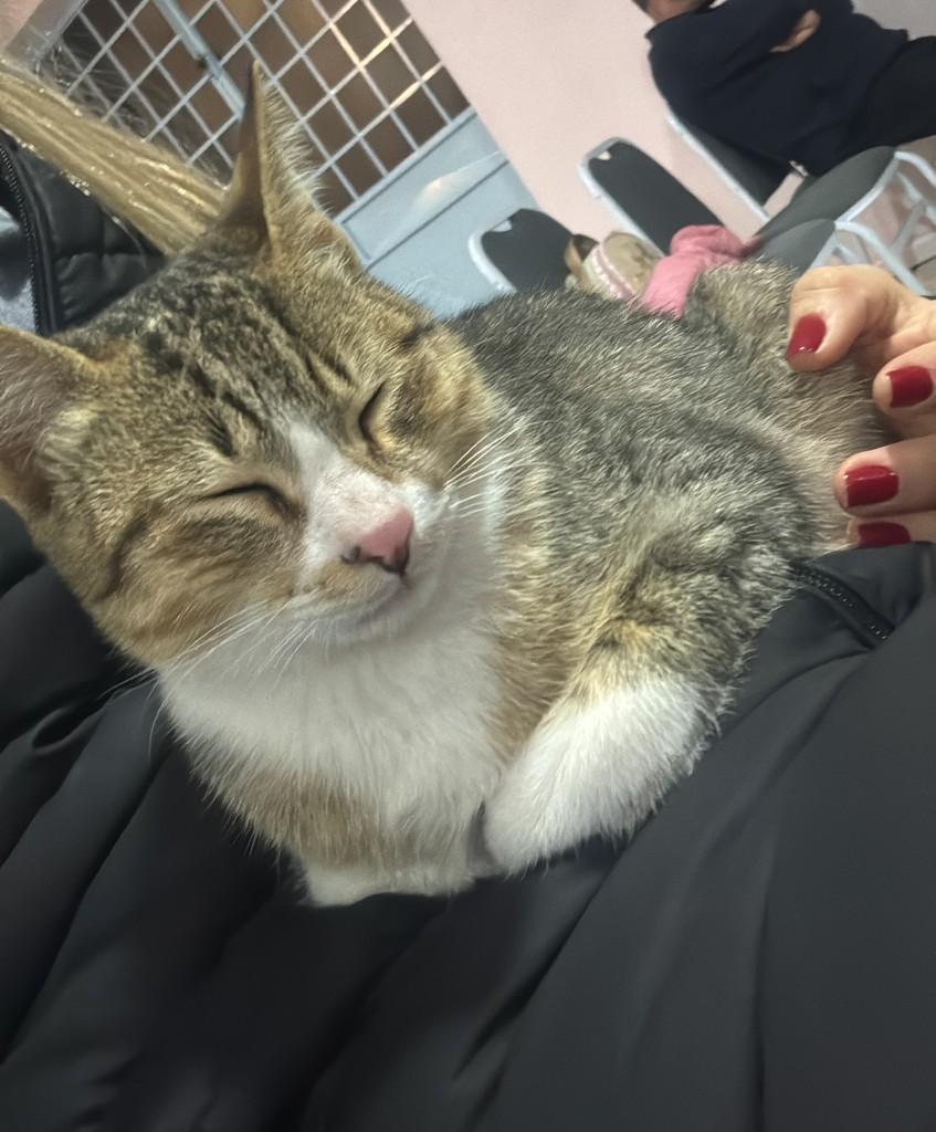 Docinho, gato de porte pequeno para adoção em Itaqui - RS