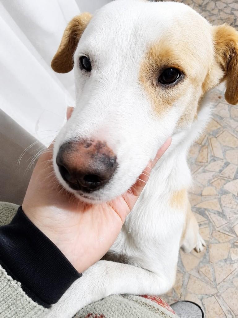 Ney, cachorro de porte pequeno para adoção em Itaqui - RS