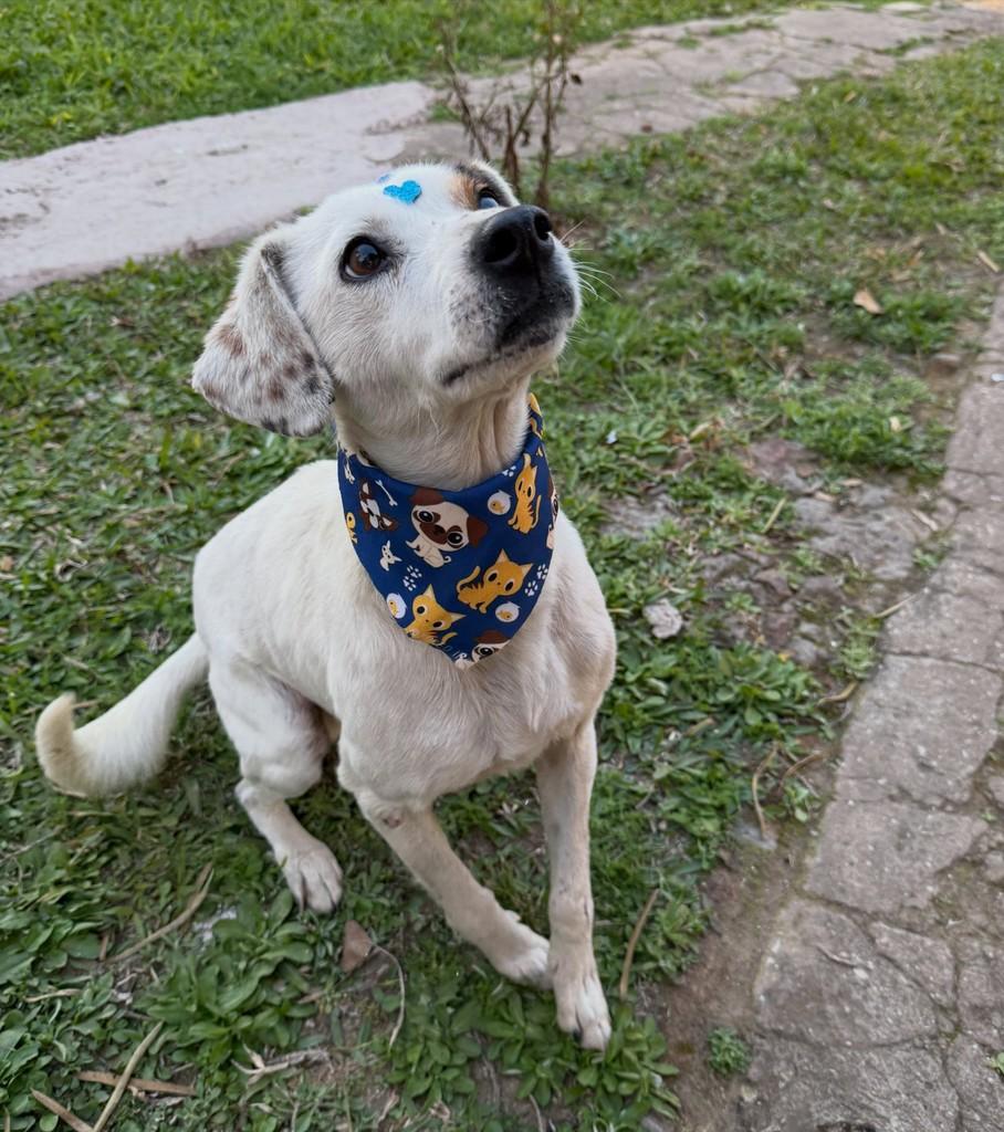 Alvin, cachorro de porte médio para adoção em Itaqui - RS