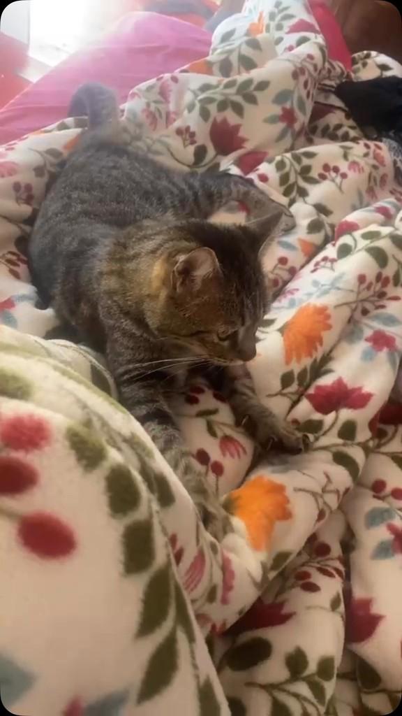 Gordinho Amassador de Pãozinho, gato de porte pequeno para adoção em Itaqui - RS