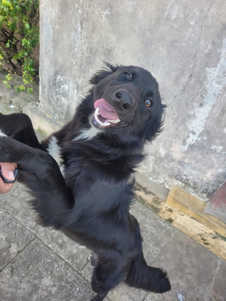 Preto, cachorro de porte médio para adoção em Itaqui - RS