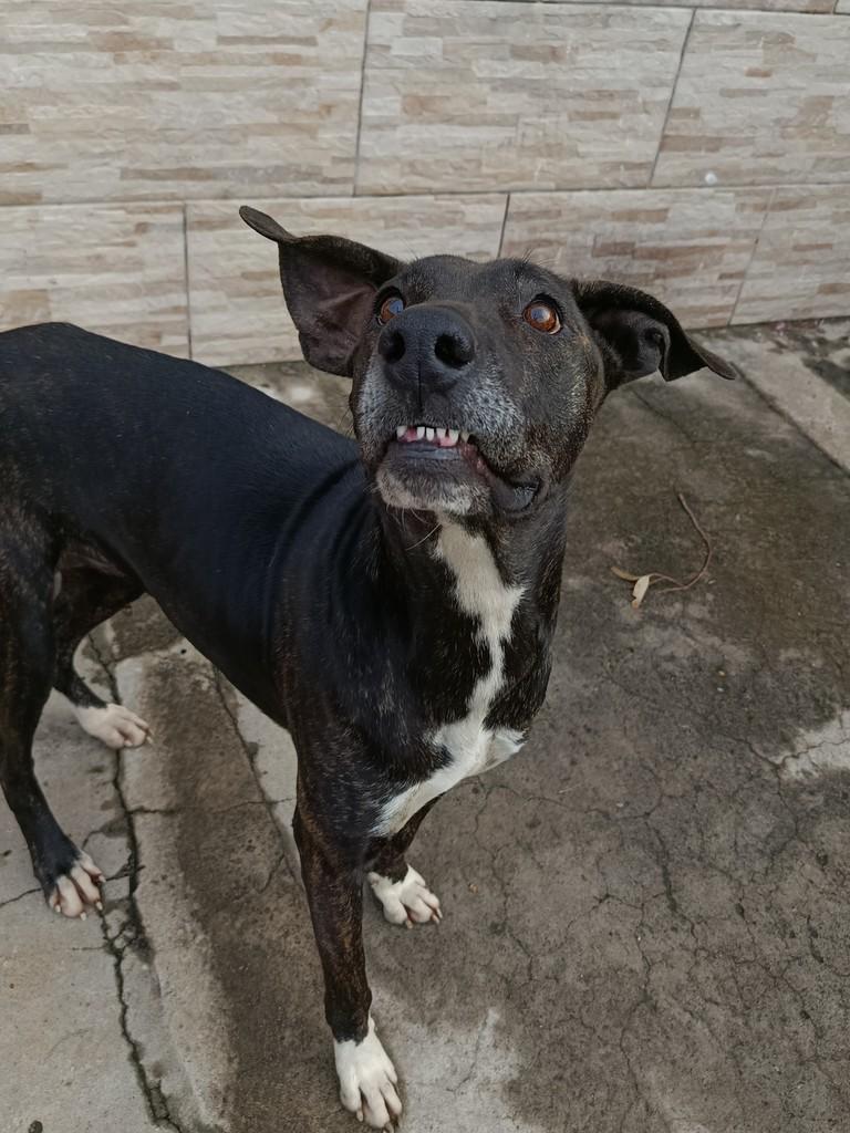 Chinoca, cachorro de porte grande para adoção em Itaqui - RS