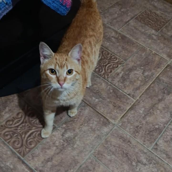 Amarelinho, gato de porte pequeno para adoção em Itaqui - RS