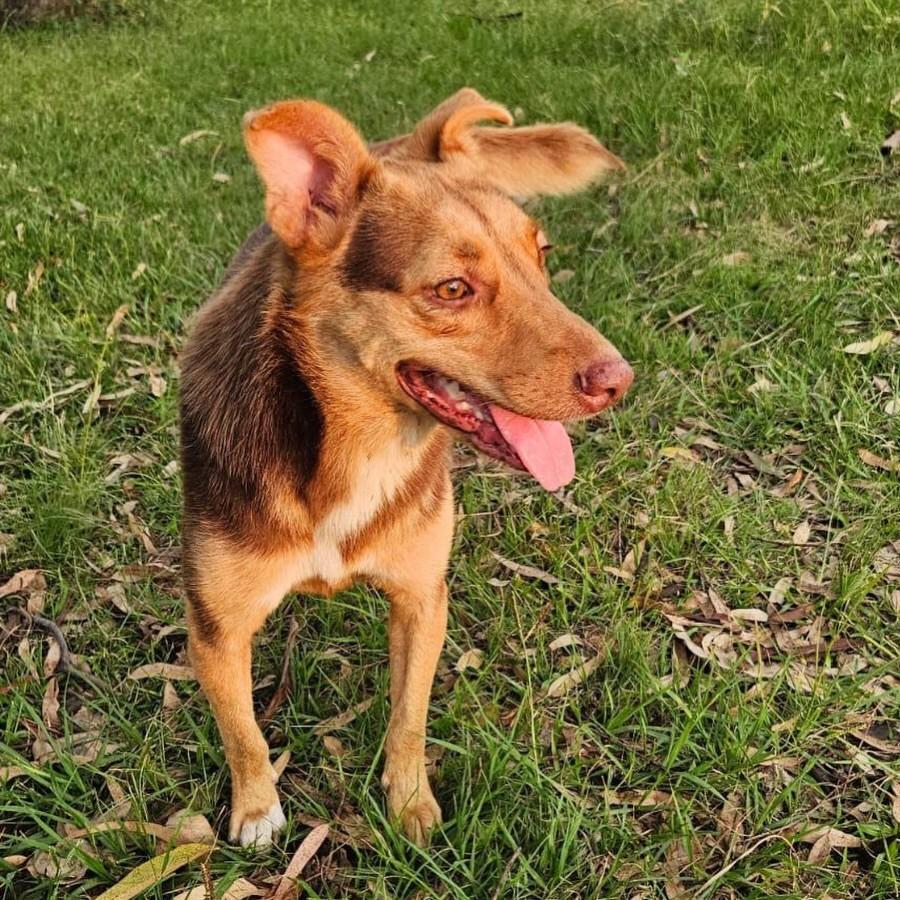 Marrom, cachorro de porte pequeno para adoção em Itaqui - RS
