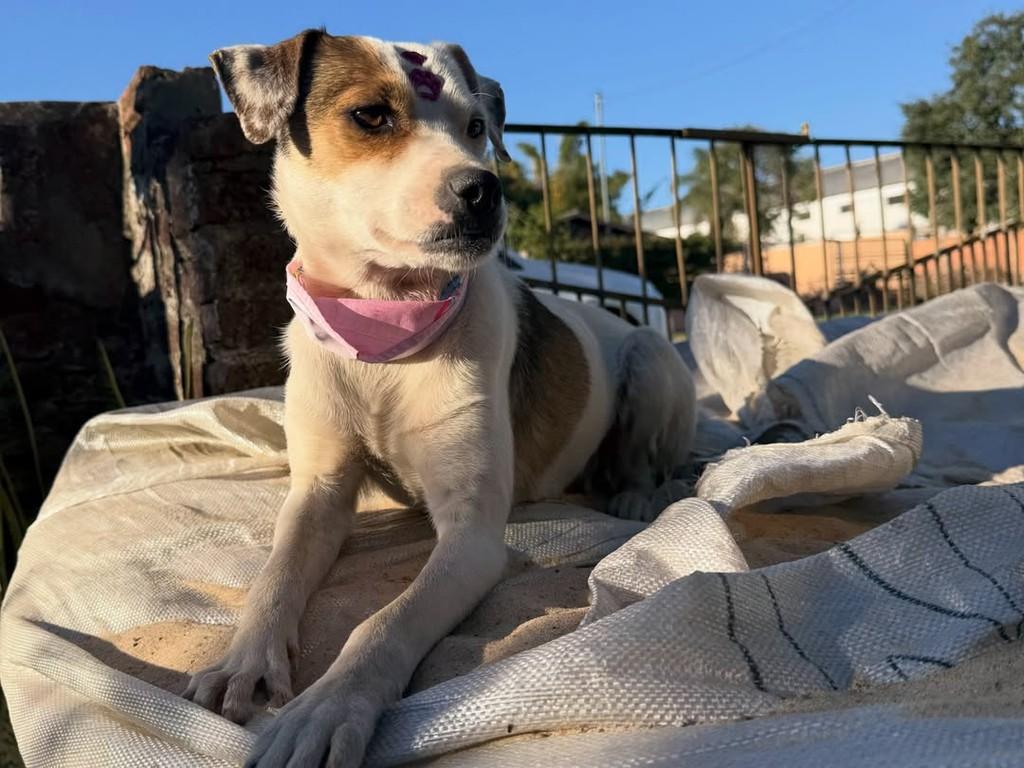 Claramela, cadela de porte médio para adoção em Itaqui - RS — foto 2 de 4