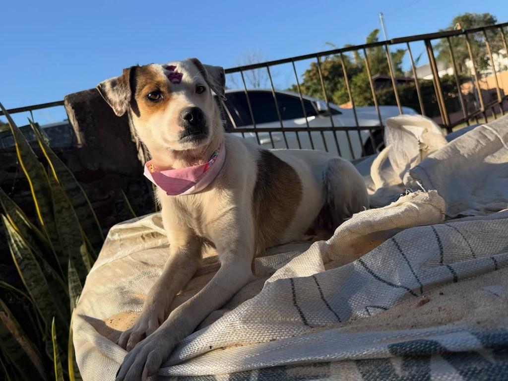 Claramela, cadela de porte médio para adoção em Itaqui - RS — foto 4 de 4