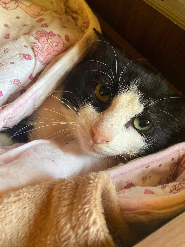 Frajolinha, gato de porte pequeno para adoção em Itaqui - RS
