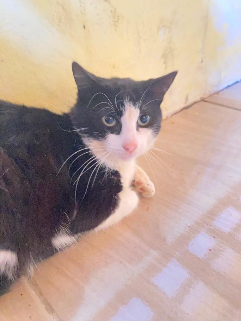 Frajolinha, gato de porte pequeno para adoção em Itaqui - RS — foto 2 de 2