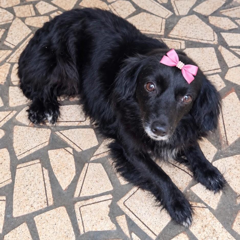 Peludinha, cadela de porte pequeno para adoção em Itaqui - RS