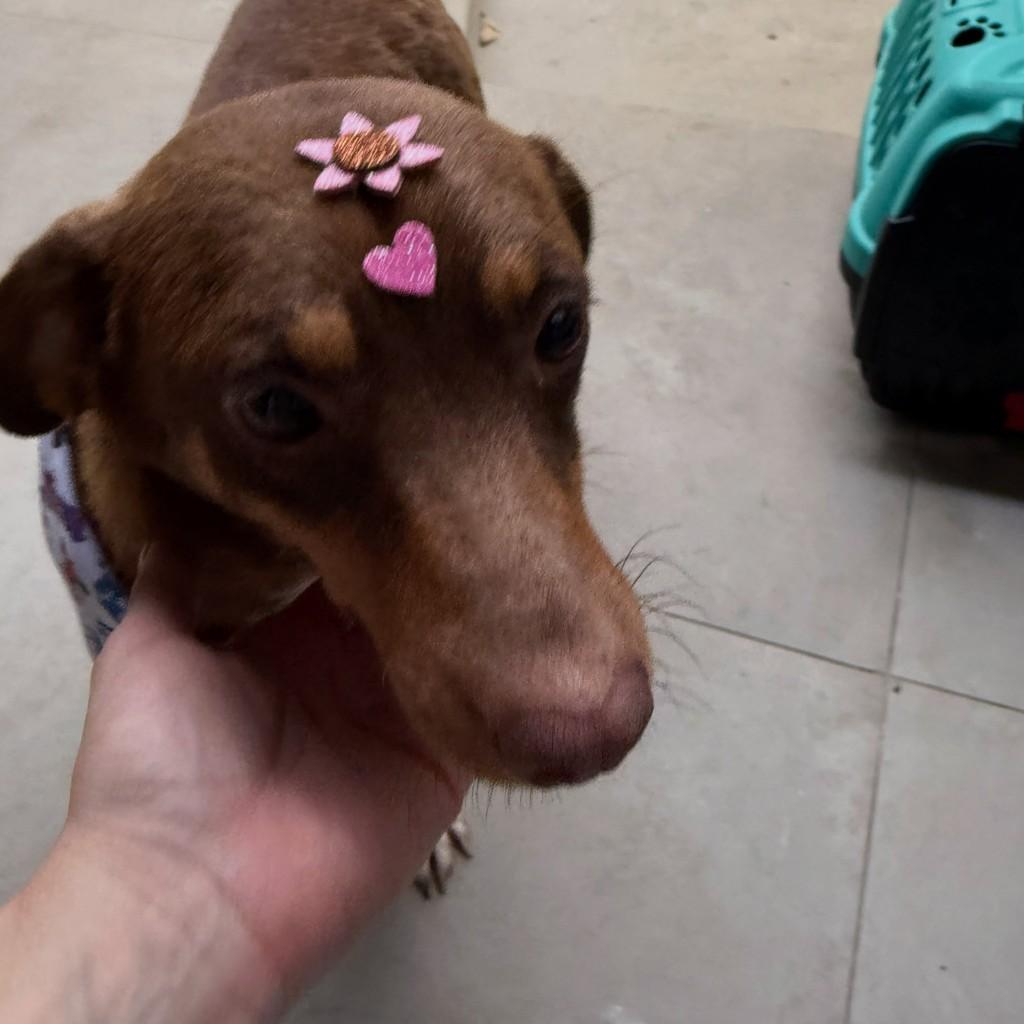 Cintia, cadela de porte médio para adoção em Itaqui - RS — foto 2 de 2
