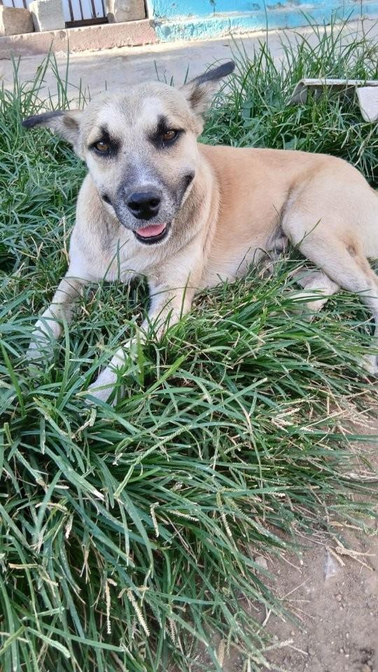 Geanickini, cachorro de porte médio para adoção em Queimadas - BA