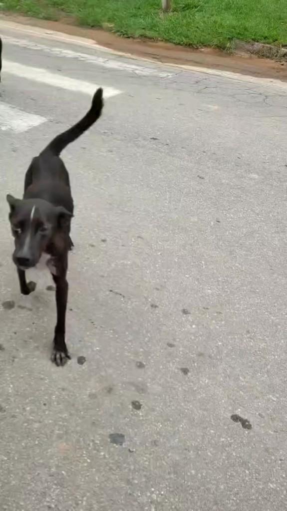 Negão, cachorro de porte médio para adoção em Franco da Rocha - SP