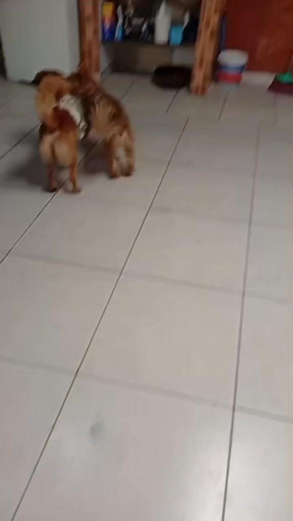 Dudu, cachorro de porte pequeno para adoção em Franco da Rocha - SP