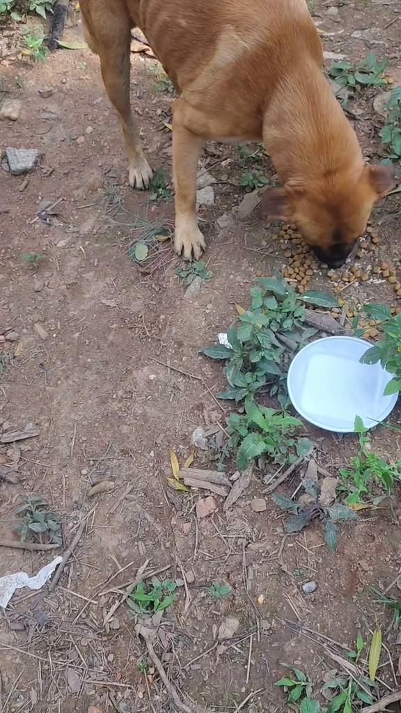 Caramelo, cachorro de porte médio para adoção em Franco da Rocha - SP