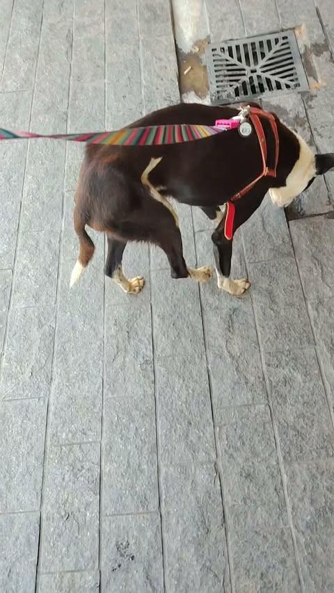 Magrelo, cachorro de porte pequeno para adoção em Franco da Rocha - SP