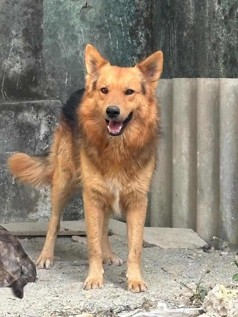 Sorrisão, cachorro de porte pequeno para adoção em Nova União - MG