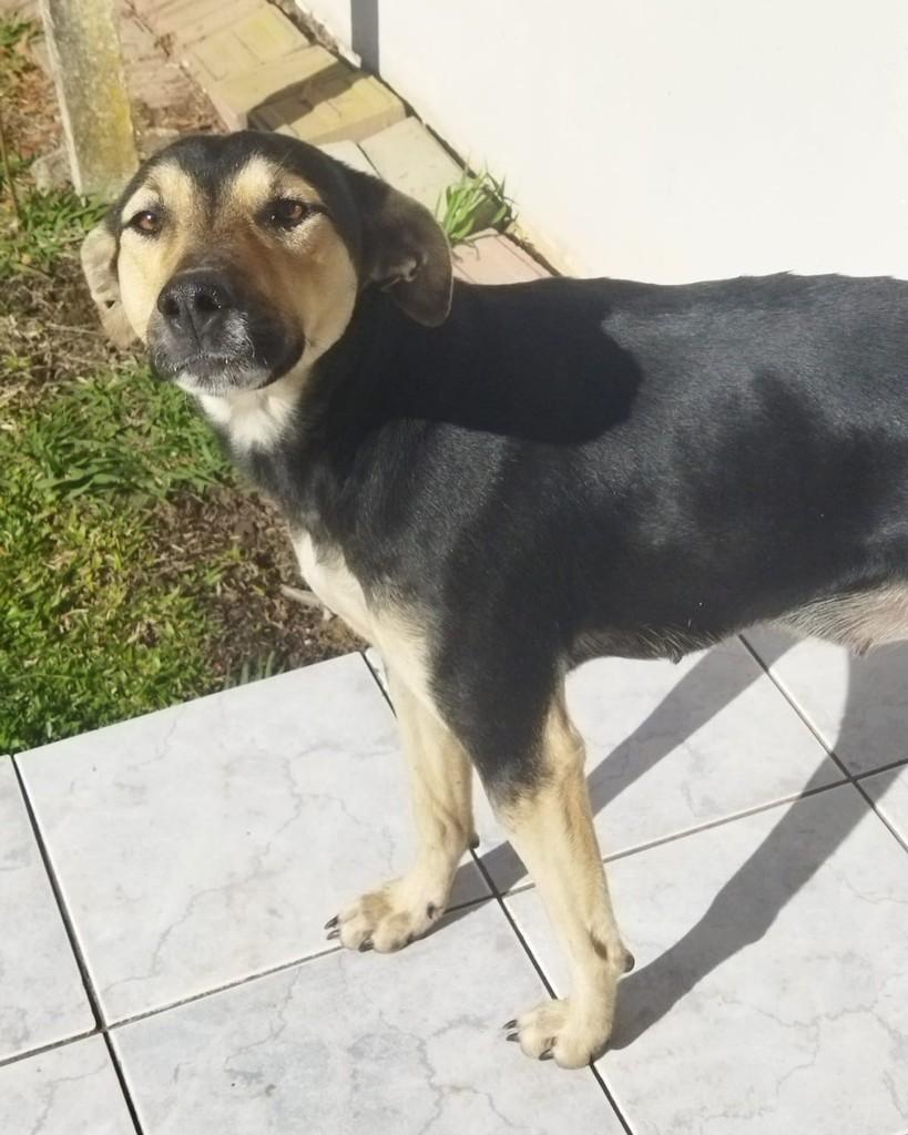 Mocinha, cadela de porte médio para adoção em Otacílio Costa - SC
