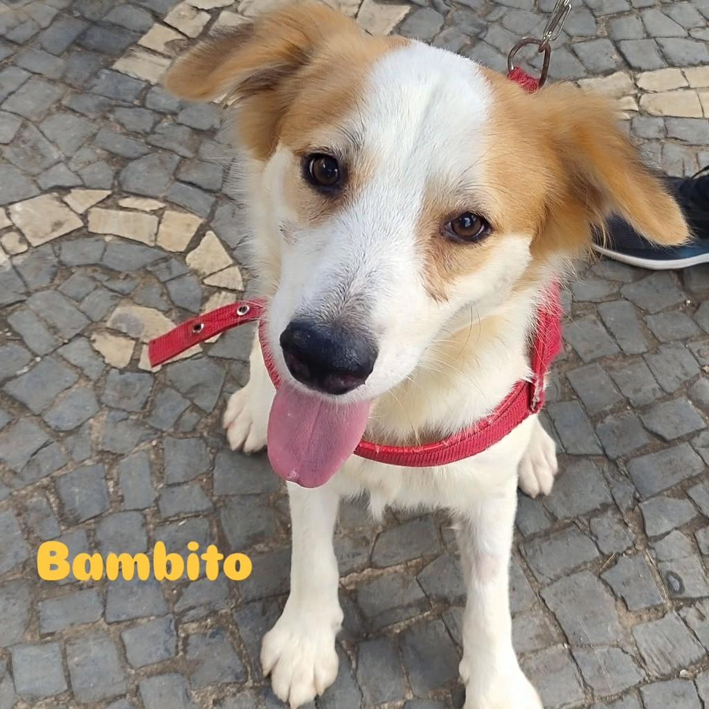 Bambito, cachorro de porte médio para adoção em Lagoa da Prata - MG