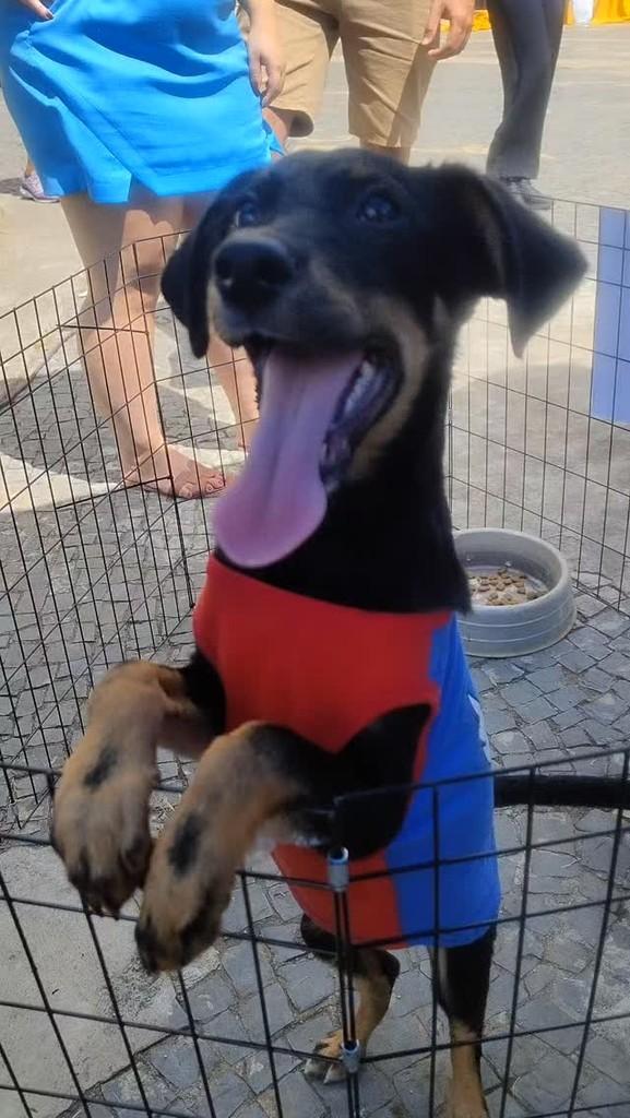 Dior, cachorro de porte pequeno para adoção em Lagoa da Prata - MG