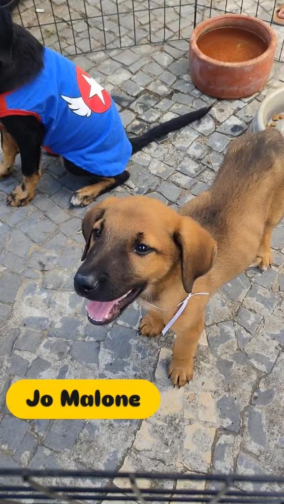 Jo, cachorro de porte pequeno para adoção em Lagoa da Prata - MG