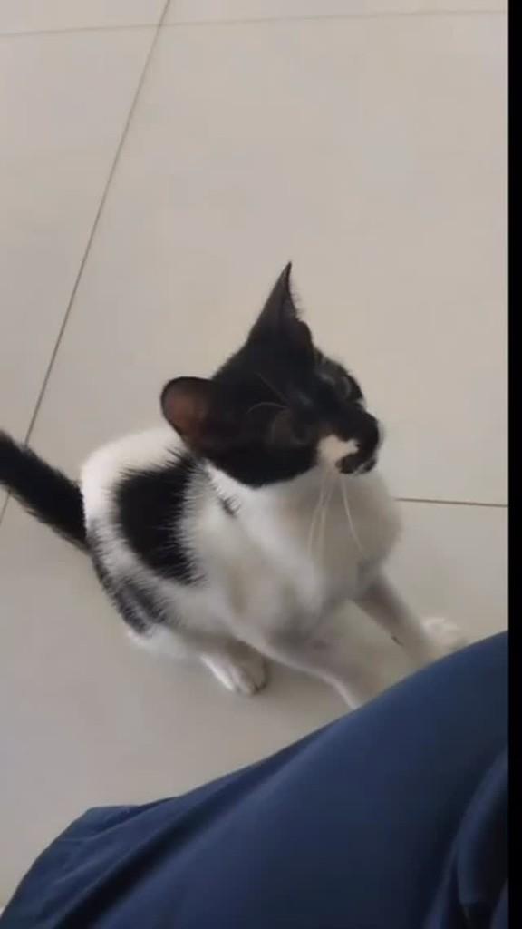 Frajolinha, gato para adoção em Lagoa da Prata - MG