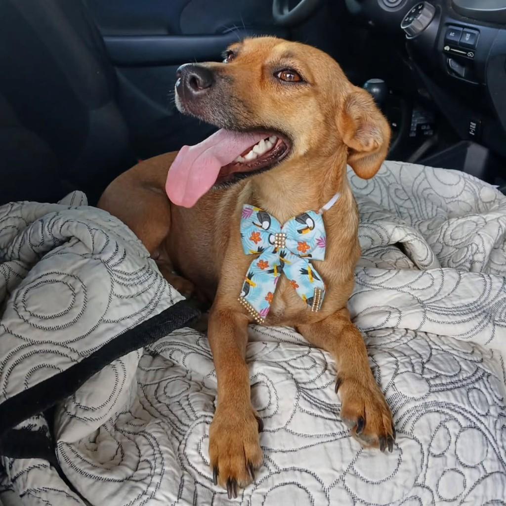 Princesa, cachorro de porte pequeno para adoção em Lagoa da Prata - MG