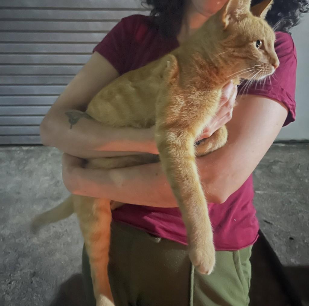 Princesinha, gata de porte pequeno para adoção em Lagoa da Prata - MG